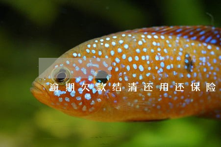 逾期欠款结清还用还保险代偿金嘛 逾期欠款结清还用还保险代偿金嘛