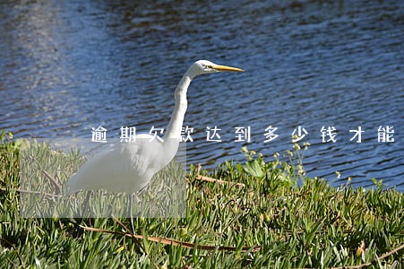逾期欠款达到多少钱才能立案 逾期欠款达到多少钱才能立案