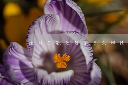 逾期欠款还清后多久解除黑名单 逾期欠款还清后多久解除黑名单