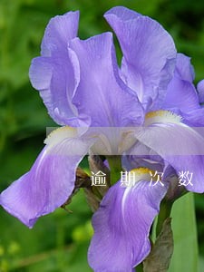 逾期次数和时间 逾期次数和时间