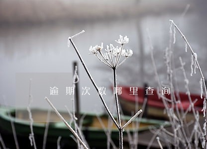 逾期次数哪里查询 逾期次数哪里查询