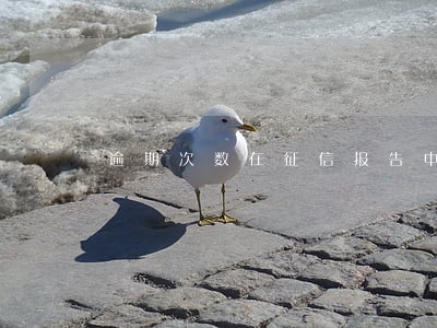 逾期次数在征信报告中怎么体现