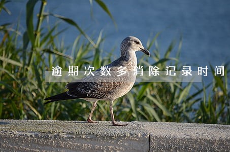 逾期次数多消除记录时间会叠加吗 逾期次数多消除记录时间会叠加吗