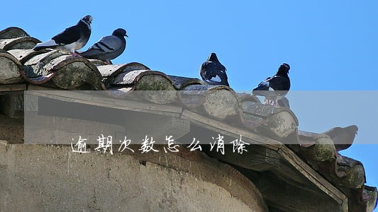 逾期次数怎么消除