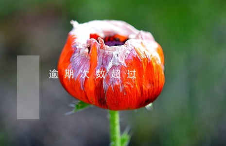 逾期次数超过