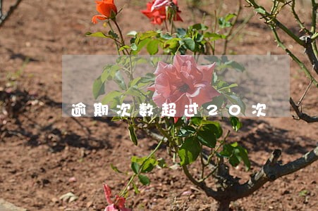 逾期次数超过20次 逾期次数超过20次