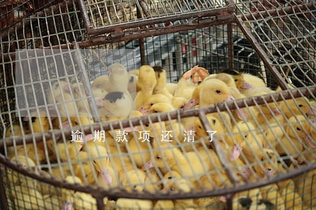逾期款项还清了