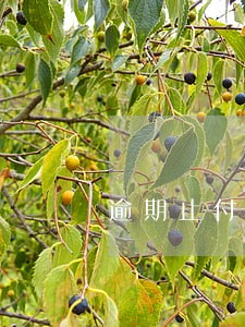 逾期止付卡片恢复 逾期止付卡片恢复