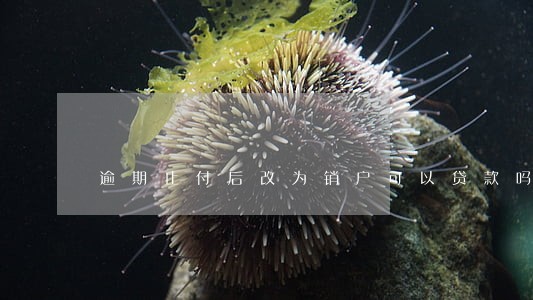 逾期止付后改为销户可以贷款吗 逾期止付后改为销户可以贷款吗