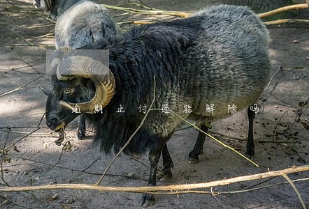 逾期止付还能解除吗 逾期止付还能解除吗