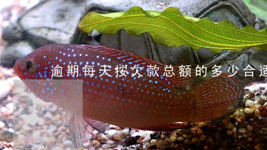 逾期每天按欠款总额的多少合适