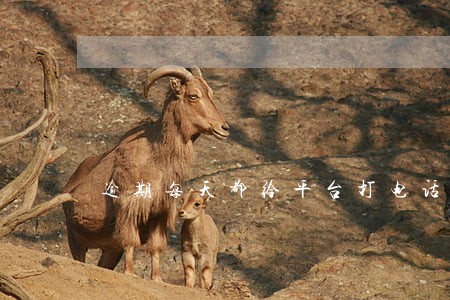 逾期每天都给平台打电话 逾期每天都给平台打电话