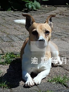 逾期每月都有还款记录还会上门吗 逾期每月都有还款记录还会上门吗