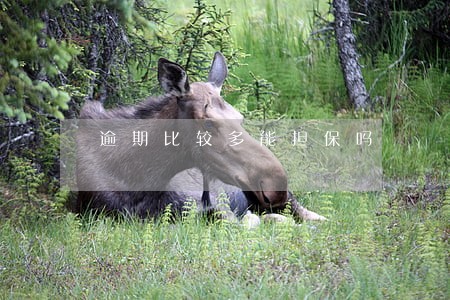 逾期比较多能担保吗