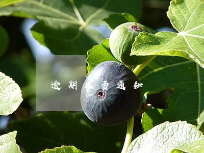 逾期水费通知 逾期水费通知