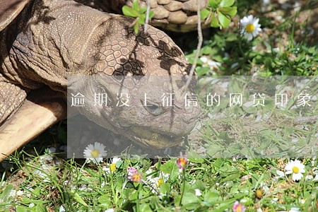 逾期没上征信的网贷印象车贷吗 逾期没上征信的网贷印象车贷吗