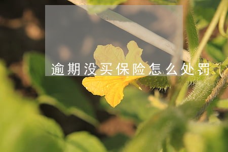 逾期没买保险怎么处罚 逾期没买保险怎么处罚