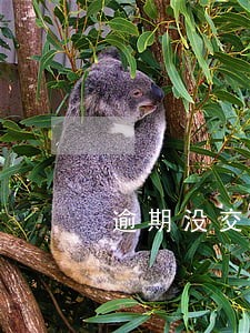 逾期没交社保会查询到新单位吗 逾期没交社保会查询到新单位吗