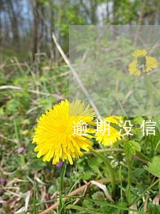 逾期没信息 逾期没信息
