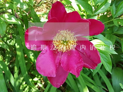 逾期没办理内销补税 逾期没办理内销补税