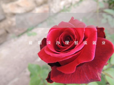 逾期没办理暂缓就业 逾期没办理暂缓就业