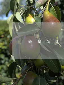 逾期没年审的车牌会自动注销吗 逾期没年审的车牌会自动注销吗