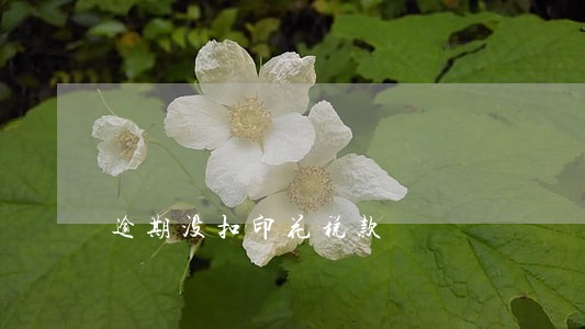 逾期没扣印花税款 逾期没扣印花税款