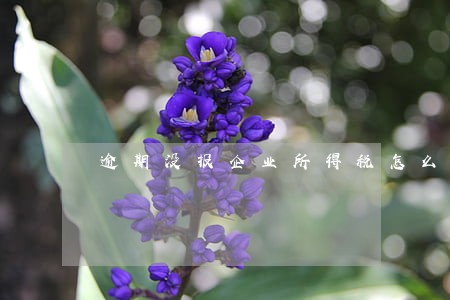 逾期没报企业所得税怎么办 逾期没报企业所得税怎么办