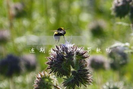 逾期没报税要罚款吗 逾期没报税要罚款吗