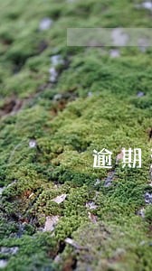 逾期没报税还能补报吗 逾期没报税还能补报吗