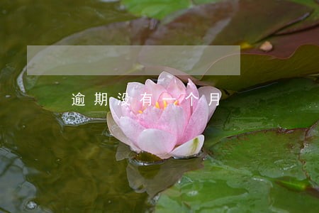 逾期没有一个月 逾期没有一个月