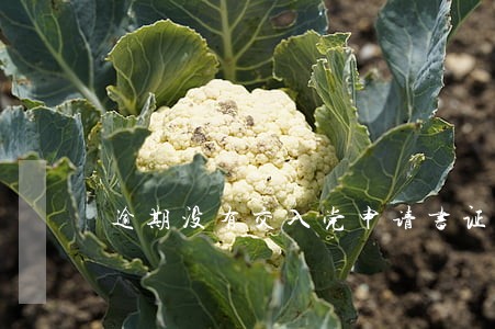 逾期没有交入党申请书证明 逾期没有交入党申请书证明