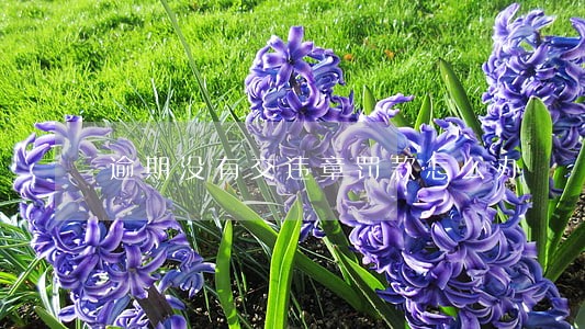 逾期没有交违章罚款怎么办 逾期没有交违章罚款怎么办