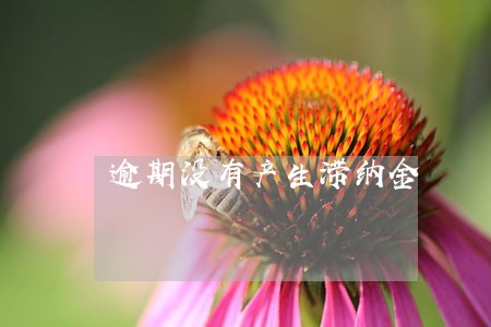 逾期没有产生滞纳金 逾期没有产生滞纳金