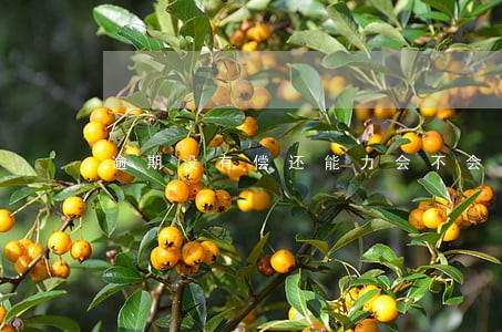 逾期没有偿还能力会不会免利息