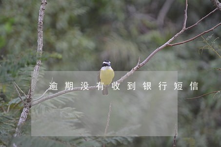 逾期没有收到银行短信 逾期没有收到银行短信