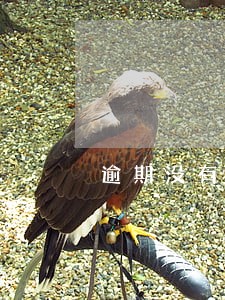 逾期没有缴税滞纳金是多少 逾期没有缴税滞纳金是多少