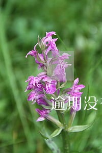 逾期没有被列入黑名单了吗 逾期没有被列入黑名单了吗