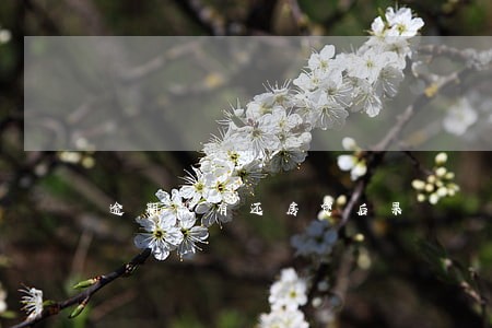 逾期没有还房贷后果