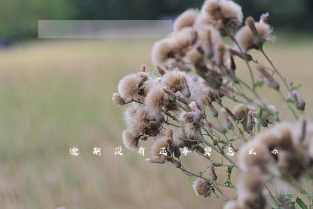 逾期没有还车贷怎么办 逾期没有还车贷怎么办