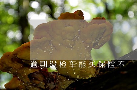 逾期没检车能买保险不 逾期没检车能买保险不