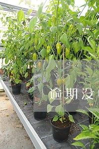逾期没申报会怎样 逾期没申报会怎样