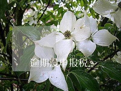 逾期没申报税 逾期没申报税