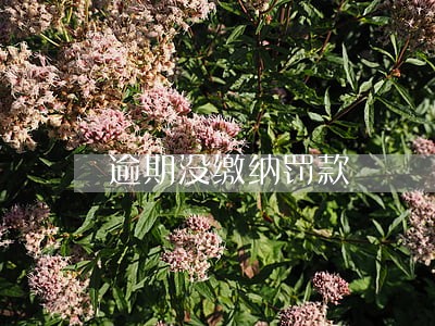 逾期没缴纳罚款 逾期没缴纳罚款