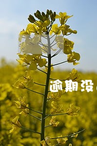 逾期没还5年后会恢复正常吗 逾期没还5年后会恢复正常吗