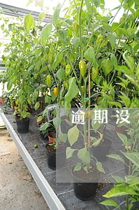 逾期没还可以显示结清 逾期没还可以显示结清