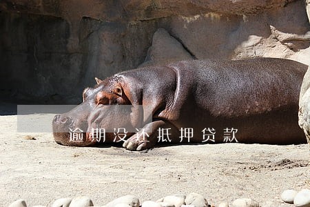 逾期没还抵押贷款 逾期没还抵押贷款