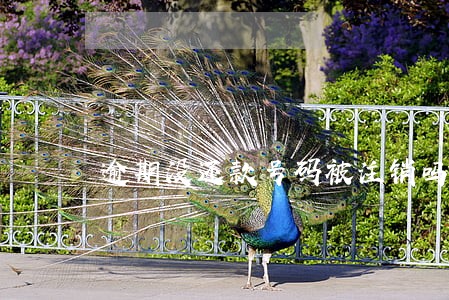 逾期没还款号码被注销吗 逾期没还款号码被注销吗