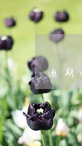 逾期没还老婆能买车吗 逾期没还老婆能买车吗