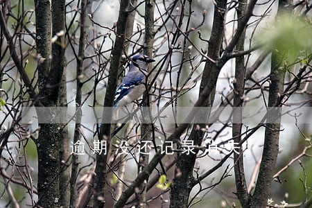 逾期没还记录消失 逾期没还记录消失